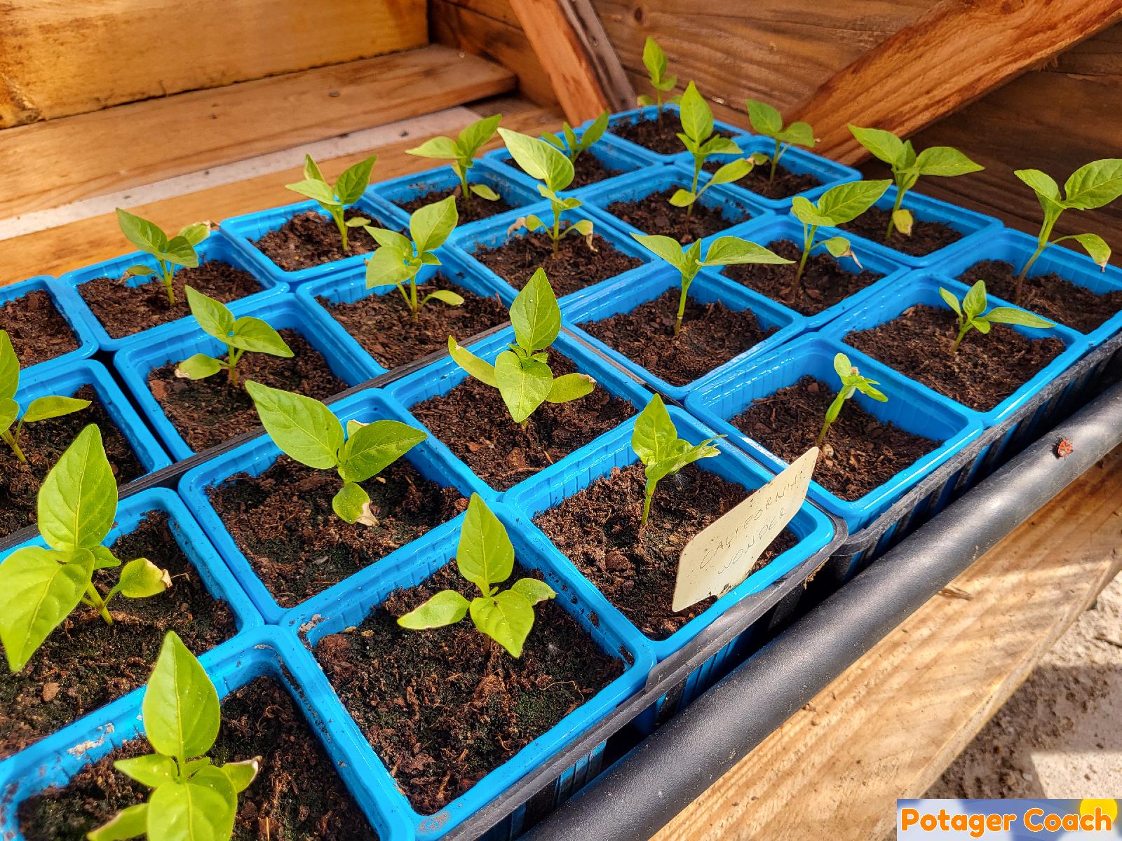 Plants de poivrons, 38 jours après le semis